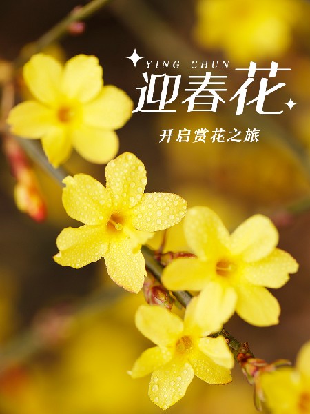 追花指南第二期！京城三月里最撩人的玉蘭觀賞地