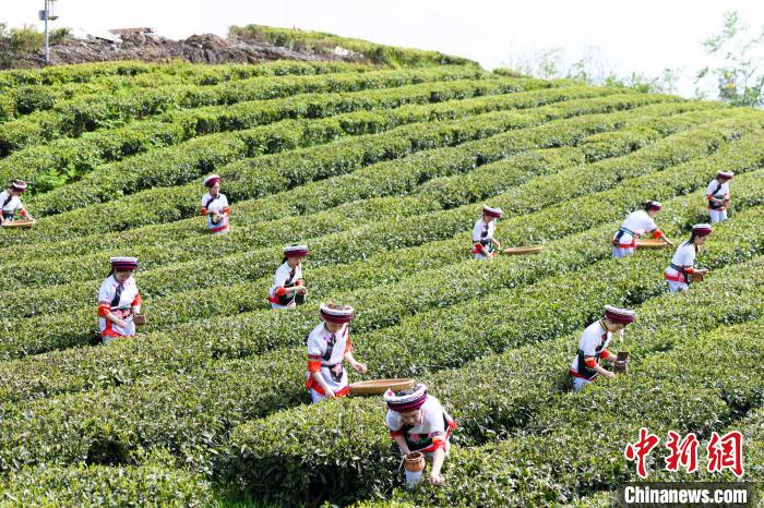眾多白族村民身著民族服飾走進(jìn)茶園采摘?！钊A峰 攝
