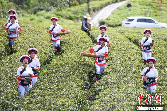 白族村民走進(jìn)茶園采摘?！钊A峰 攝