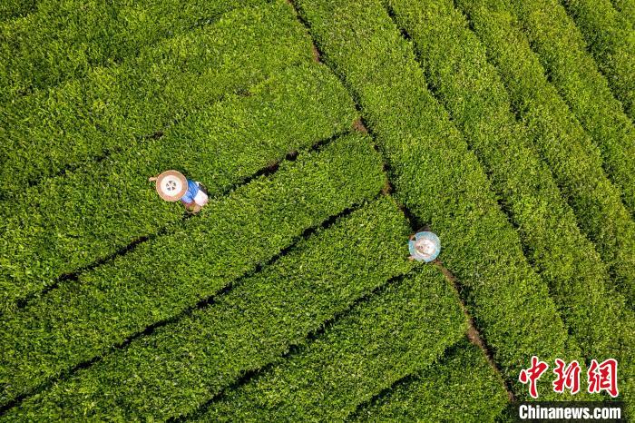 茶農正在采摘新鮮茶葉?！√普?攝