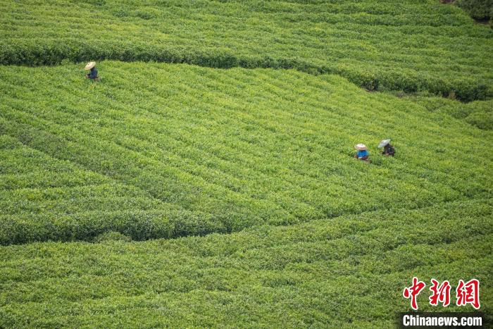 茶農采摘谷雨茶。　唐哲 攝