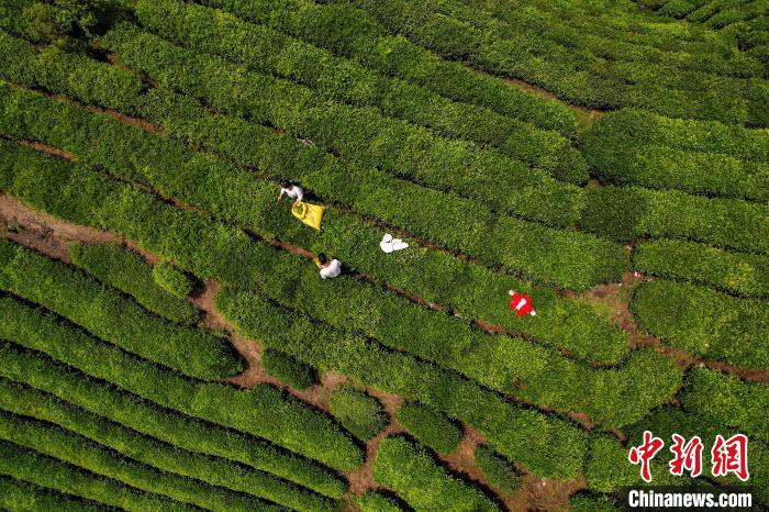 茶農正在采摘新鮮茶葉?！√普?攝