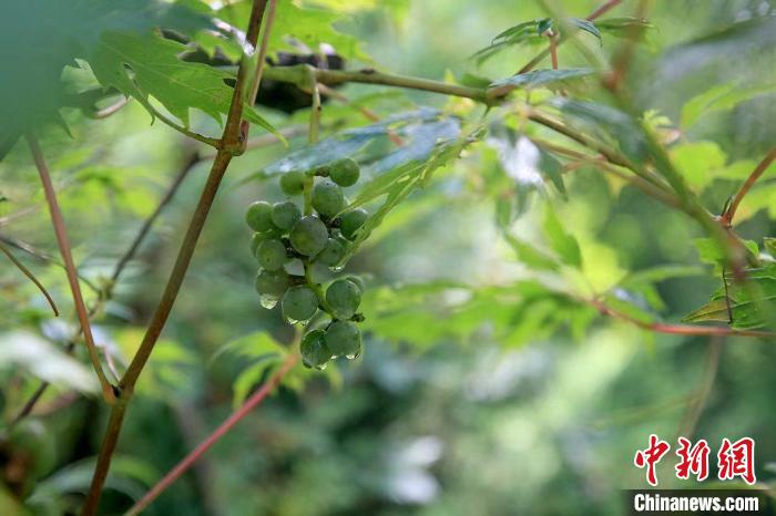 野生動物在北京：如何筑牢生物多樣性“保護(hù)網(wǎng)”？