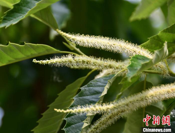 毛茸茸的栗花?！『略破?攝