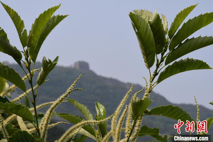 長城腳下，“栗”花盛開。　郝云崎 攝