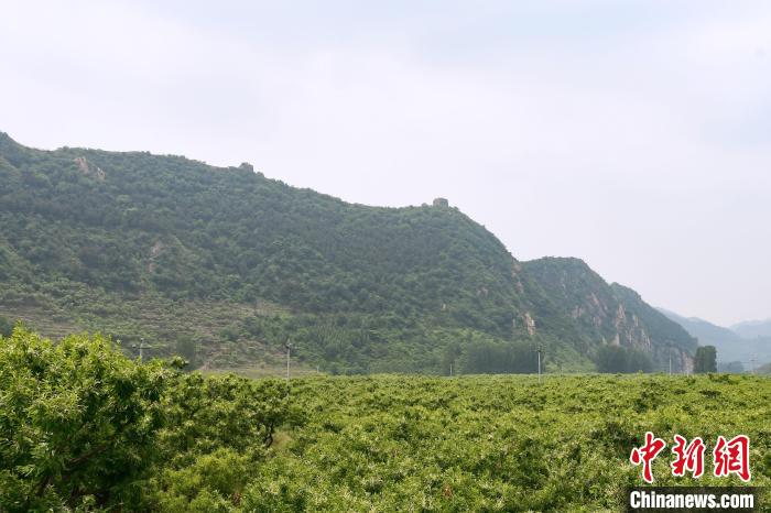 長城腳下萬畝栗花綻放，散發(fā)出淡淡清香?！『略破?攝
