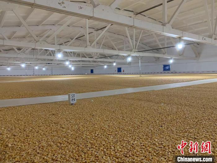 倉(cāng)內(nèi)清涼干爽、遍地金黃，上千平方米的糧食盡收眼底。　王惠琳 攝