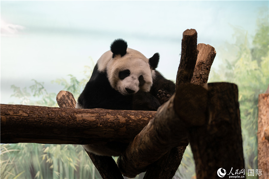 無(wú)比可愛(ài)的大熊貓“丁丁”。人民網(wǎng)記者 翁奇羽攝