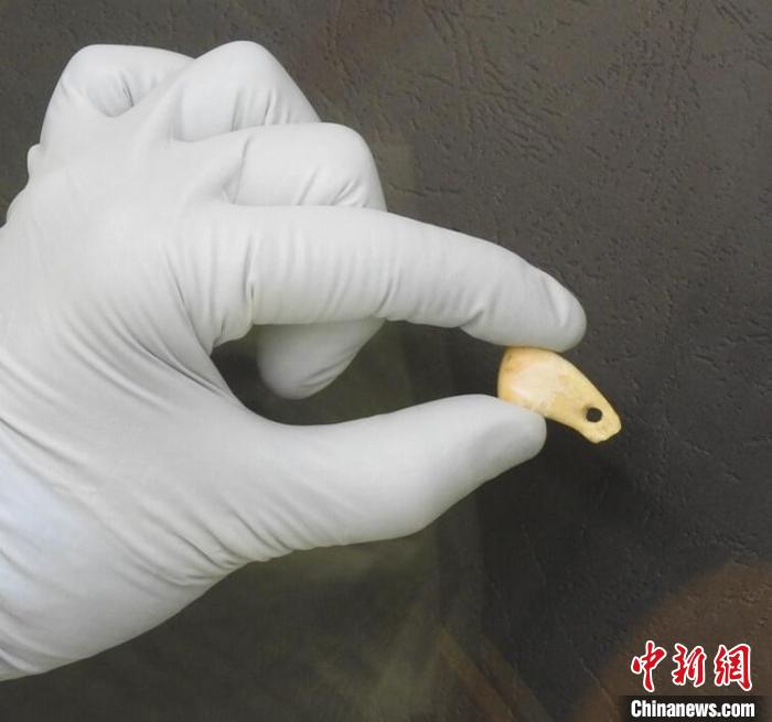 打孔鹿牙墜飾提取DNA后(圖片來(lái)自馬克斯·普朗克演化人類學(xué)研究所)?！∈┢樟指瘛ぷ匀?供圖