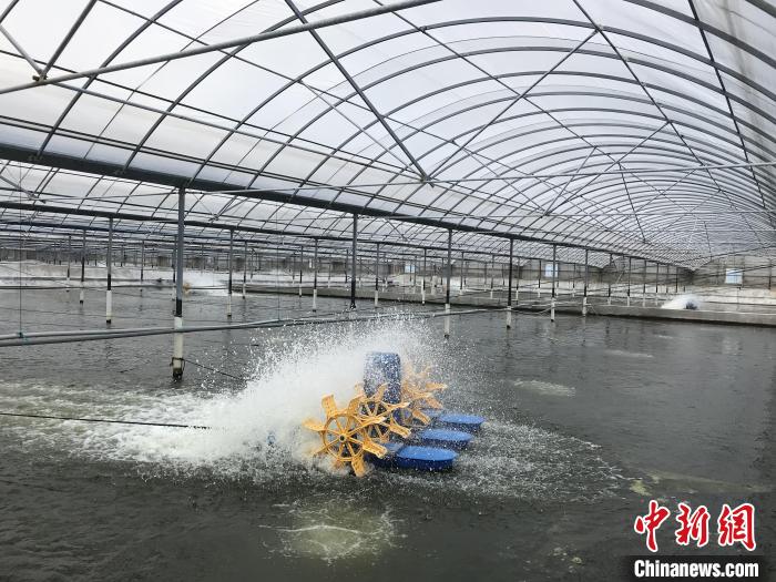 南美白對蝦養(yǎng)殖基地。　象山蝦蟹科技小院供圖