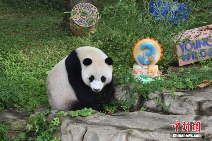 當(dāng)?shù)貢r間8月21日，旅美大熊貓幼崽“小奇跡”迎來3周歲生日。華盛頓國家動物園給“小奇跡”舉辦了“生日派對”，眾多游客前來給“小奇跡”慶生。<a target='_blank' href='/'><p  align=