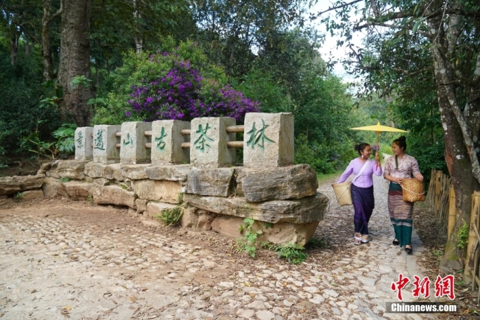 普洱景邁山古茶林文化景觀位于中國云南省普洱市瀾滄拉祜族自治縣惠民鎮(zhèn)。<a target='_blank' href='/' _fcksavedurl='/'><p  align=