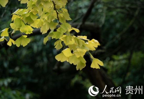 觀山湖公園秋意漸濃。人民網(wǎng) 陽茜攝