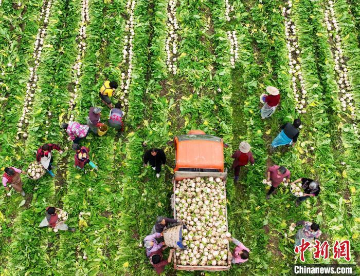 資料圖：村民在采收白蘿卜。劉永紅 攝