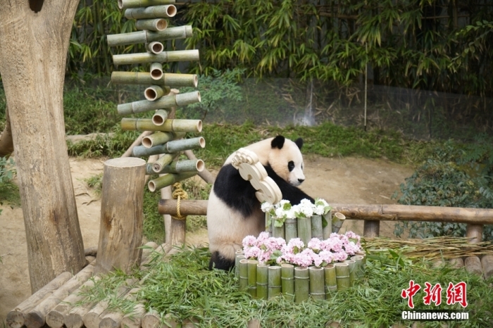 資料圖：旅韓大熊貓“福寶”。<a target='_blank' href='/'><p  align=