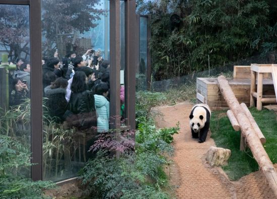 2月20日，韓國民眾在韓國愛寶樂園參觀大熊貓“福寶”。新華社記者姚琪琳攝