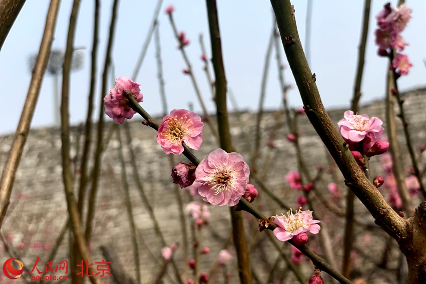 明城墻遺址公園梅花初綻。 人民網(wǎng) 池夢(mèng)蕊攝