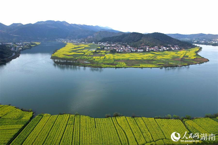 春江水暖，油菜花開。人民網(wǎng) 李芳森攝