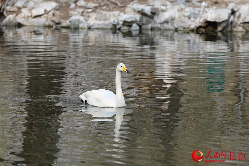 北京動物園水禽湖上，水鳥游弋其中，傳遞春的消息。人民網(wǎng) 尹星云攝