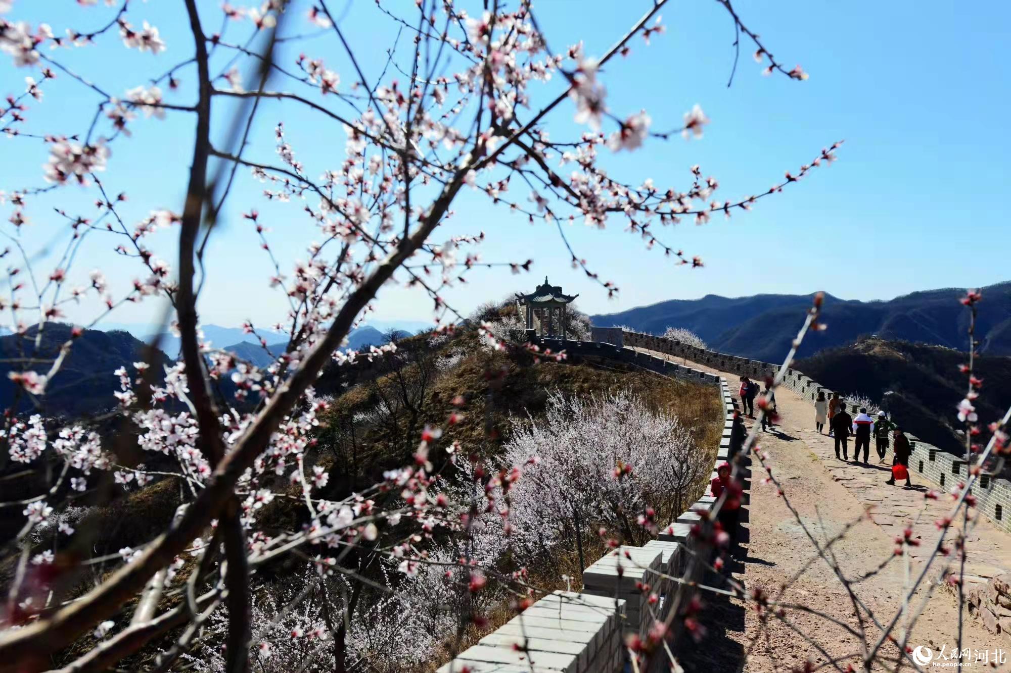 邢臺(tái)九龍峽景區(qū)鮮花盛開。 馬健攝