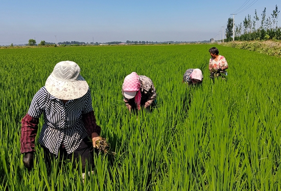 7月15日，農(nóng)民在河北省玉田縣石臼窩鎮(zhèn)王家樓村稻田勞作。 張仁杰攝