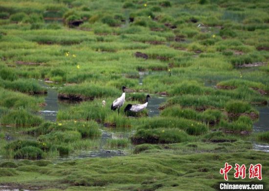 圖為祁連山國(guó)家公園青海片區(qū)內(nèi)的黑頸鶴?！∑钸B山國(guó)家公園青海省管理局供圖 攝