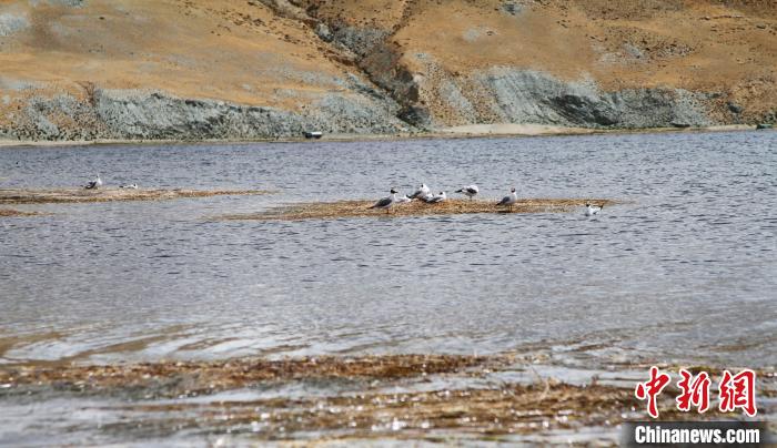 圖為瑪旁雍錯濕地棲息的水鳥?！≮w朗 攝