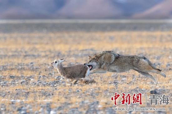 圖為獲獎作品。同海元供圖