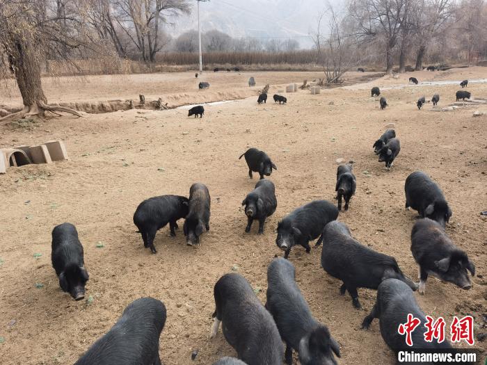 圖為藏香豬?！∑钤鲚?攝