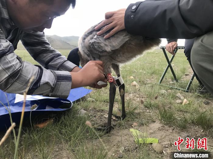 圖為研究人員為黑頸鶴佩戴GPS跟蹤設(shè)備。祁連山國(guó)家公園青海省管理局供圖