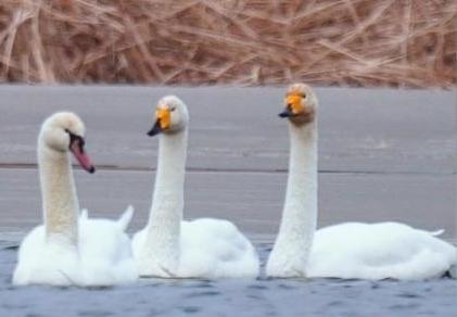 圖為疣鼻天鵝與大天鵝?！∏嗪夜珗@觀鳥協(xié)會供圖 攝