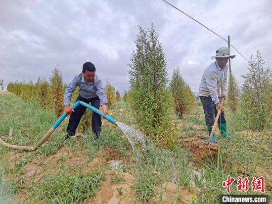 圖為扎西和村民給樹澆水?！∑钤鲚怼z