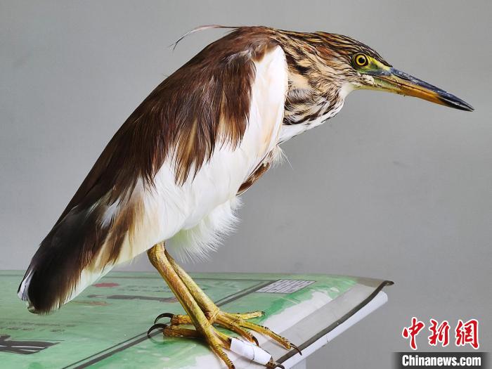 圖為被救助的國家一級重點保護動物池鷺。　柳澤田 攝