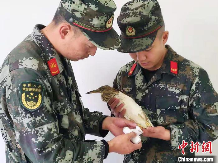 圖為武警官兵正在為國家一級重點保護動物池鷺包扎?！×鴿商?攝