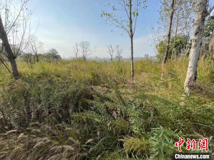 發(fā)現(xiàn)的加拿大一枝黃花?！畈?攝