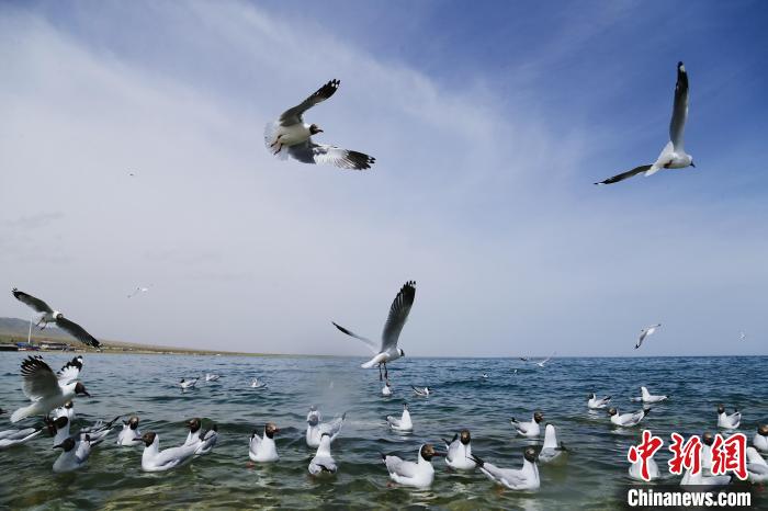 圖為水鳥在青海湖飛翔。　馬銘言 攝