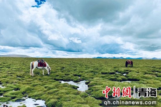 圖為長(zhǎng)江南源沼澤濕地。李江寧攝