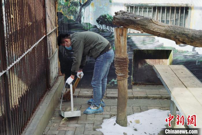 圖為雪豹“奶爸”史壽軍正在打掃豹館衛(wèi)生?！●R銘言 攝