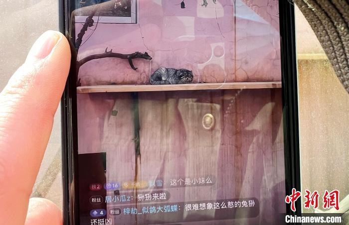 圖為雪豹“奶爸”史壽軍正在直播?！●R銘言 攝
