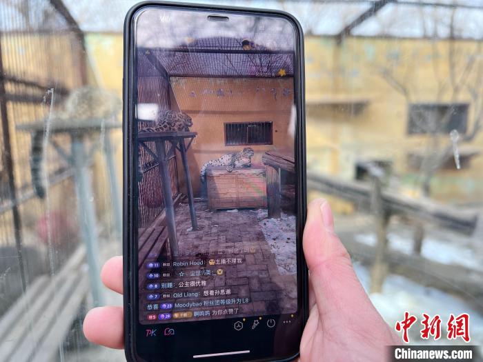 圖為雪豹“奶爸”史壽軍正在直播?！●R銘言 攝