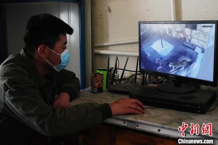 圖為雪豹“奶爸”史壽軍通過監(jiān)控察看雪豹情況?！●R銘言 攝