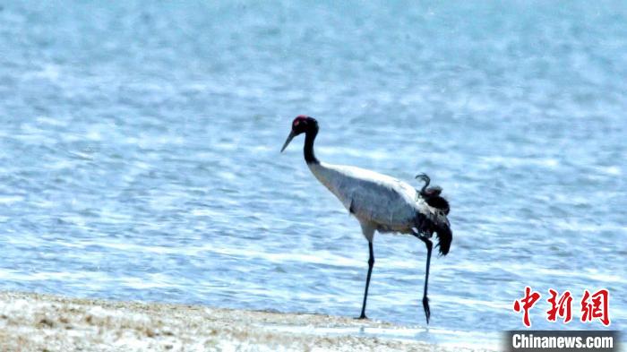 圖為黑頸鶴在青海湖畔散步?！《砣詹囟?攝