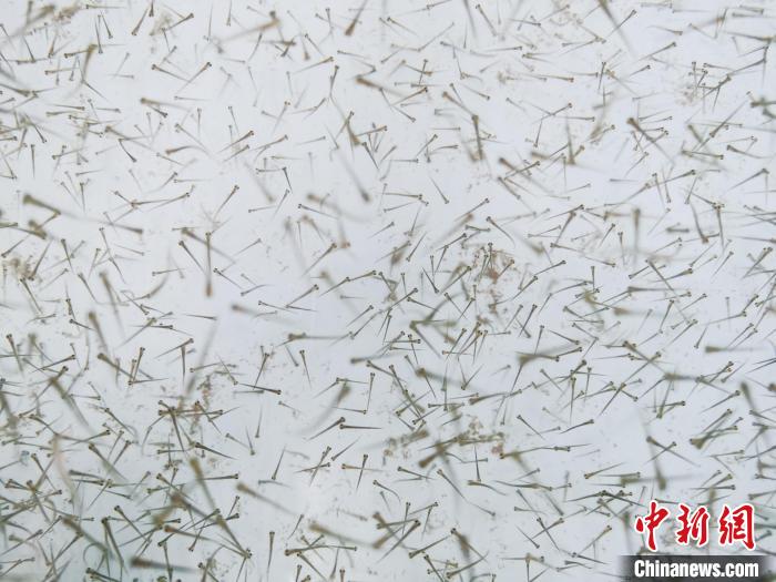 圖為魚苗?！?zhí)砀?攝