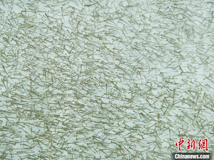 圖為密集培育的魚苗?！?zhí)砀?攝