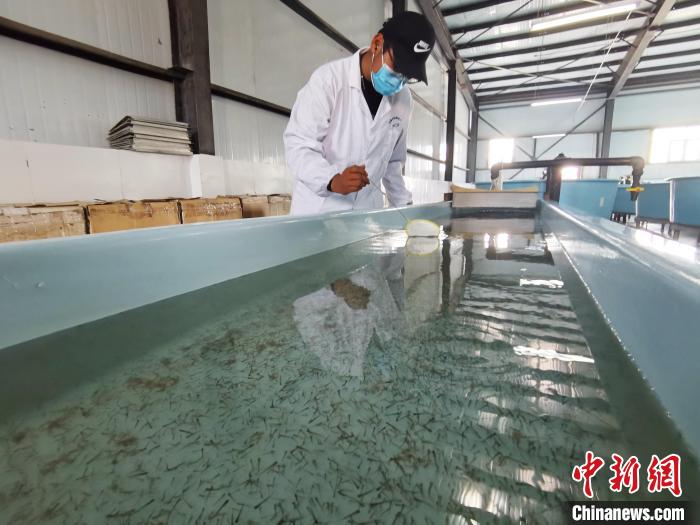 圖為工作人員檢查魚苗?！?zhí)砀?攝
