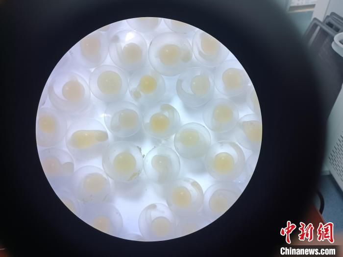 圖為顯微鏡下的魚卵?！∏嗪：沲幘茸o(hù)中心 供圖