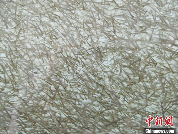 圖為密集分布的魚苗?！?zhí)砀?攝