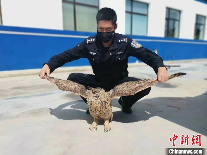 青?；ブ衤?lián)手救助國家二級保護野生動物雕鸮