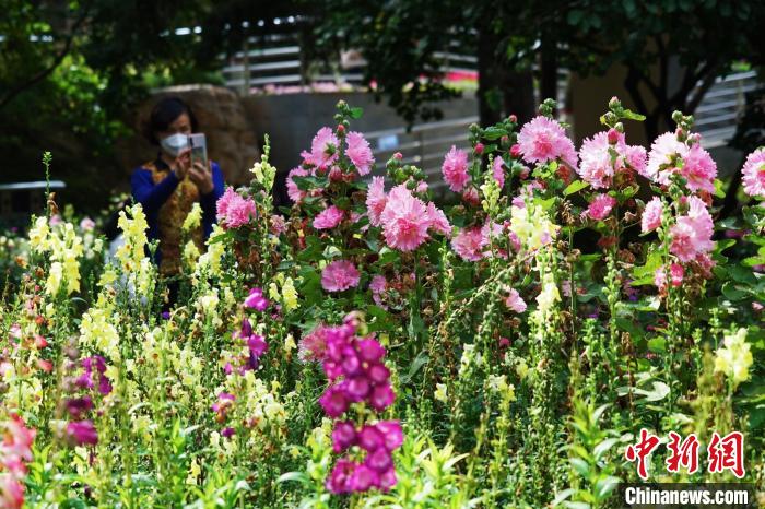 圖為市民在西寧園林植物園內(nèi)賞花拍照?！●R銘言 攝