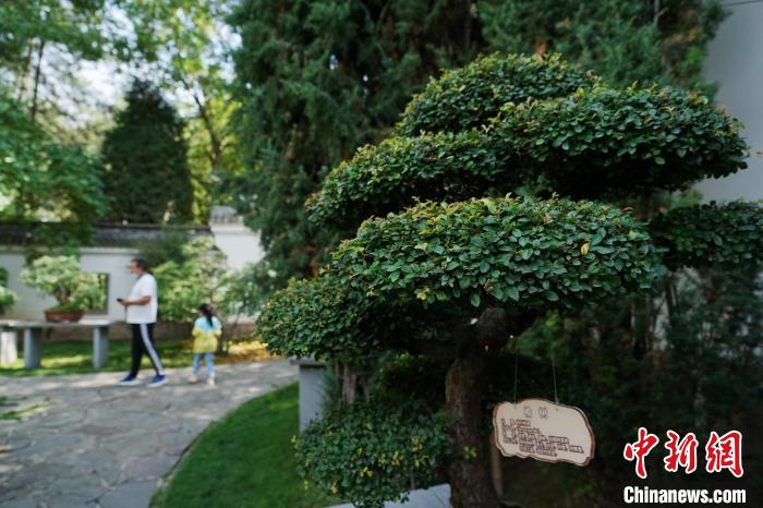 圖為在西寧園林植物園內(nèi)，造型奇特的盆景吸引市民?！●R銘言 攝